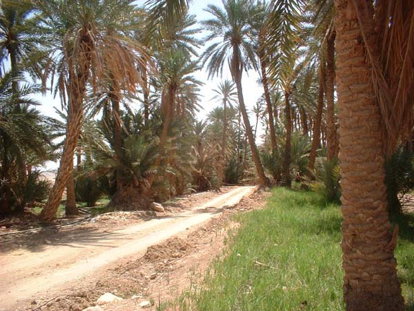 25 Oasis de Chebika